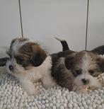 Shih tzu - x, Parvo, België, Handelaar, 8 tot 15 weken