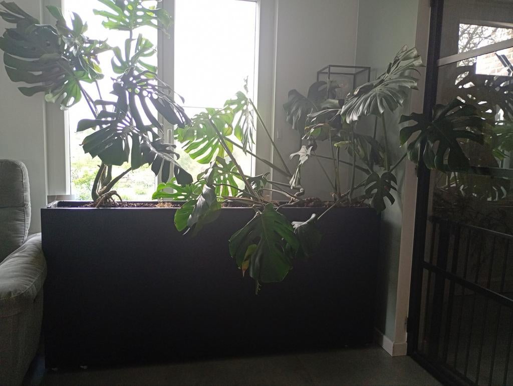 Plantenbak met monstera, Ophalen, 100 cm of meer, Zo goed als nieuw, Binnen