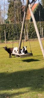 Geiten mieke, Vrouwelijk, Geit, 0 tot 2 jaar