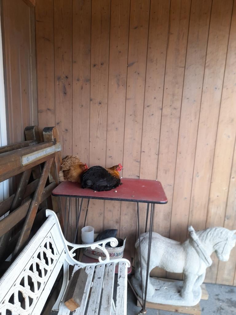 Cochinkippen, haantjes en hennen en broedeieren