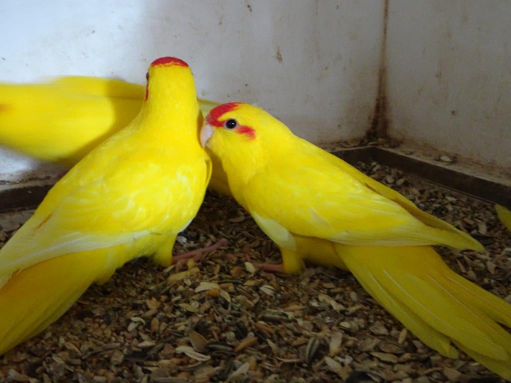 kakariki, Animaux & Accessoires, Oiseaux | Perruches & Perroquets, Femelle, Perruche