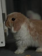 Baby belier dwergkonijn te koop, Dieren en Toebehoren, Konijnen, Geslacht onbekend, Dwerg, Hangoor, 0 tot 2 jaar