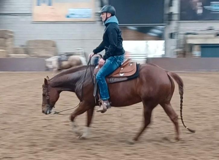 Zeer mooie en brave 5-jarige Quarter Horse merrie, Dieren en Toebehoren, Paarden, Merrie, ZZ, Minder dan 160 cm, 0 tot 2 jaar