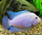 White Convict Cichliden, Vis, Zoetwatervis