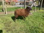 Schaap, Dieren en Toebehoren, Mannelijk, Schaap, 0 tot 2 jaar