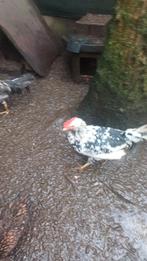 Bonte leghorn haan, Dieren en Toebehoren, Pluimvee