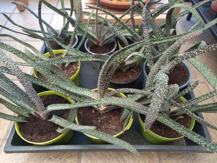 vetplanten Gasteria verrucosa, Huis en Inrichting, Kamerplanten, Vetplant, Ophalen