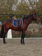 4 jarige lusitano, Ruin, Zadelmak