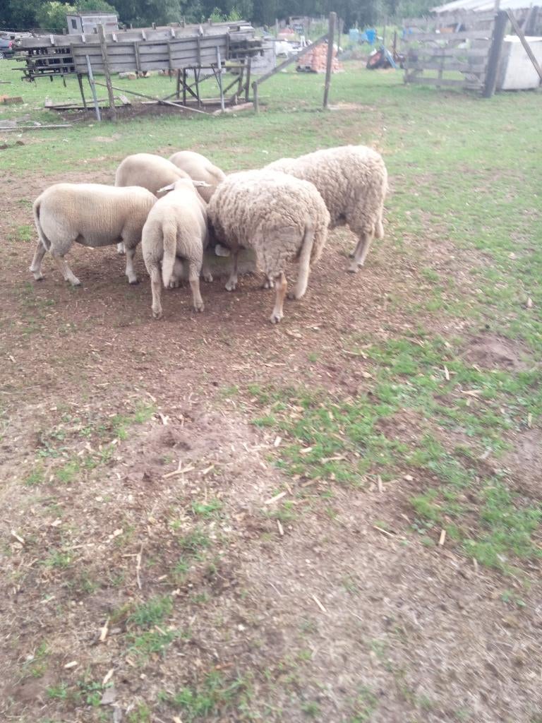 3 ooien te koop, Dieren en Toebehoren, Vrouwelijk, Schaap