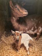 Dwerggeit bokje te koop, Dieren en Toebehoren, Pluimvee