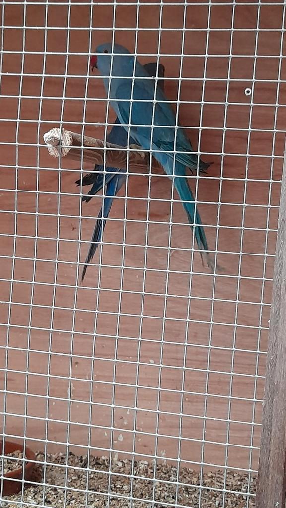 Koppel halsband parkieten 2025, Dieren en Toebehoren, Vogels | Parkieten en Papegaaien, Geringd