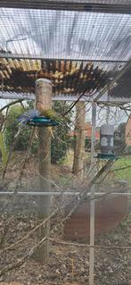 Parkieten te koop, Animaux & Accessoires