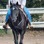 Franse Draver, Animaux & Accessoires, Chevaux, Hongre