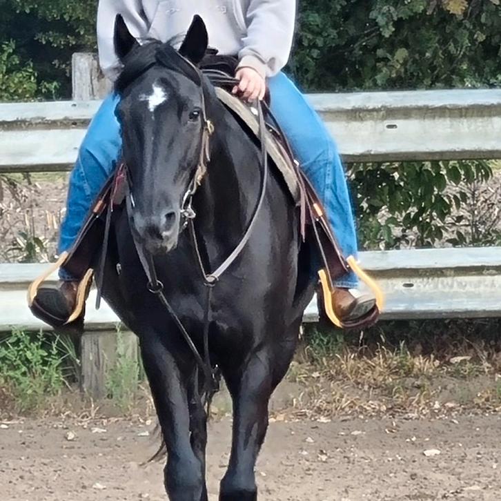 Franse Draver, Dieren en Toebehoren, Paarden, Ruin