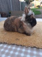 Dwerg konijnen mannetjes 13weken oud 10€, Dieren en Toebehoren, Dwerg