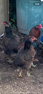 Te koop Araucana 1, haan en 2, henne, Dieren en Toebehoren, Pluimvee, Kip