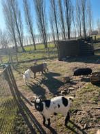 Geiten te koop, Dieren en Toebehoren
