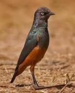 ROODBUIK GLANSSPREEUWEN 2023 lamprotornis pulcher, Dieren en Toebehoren, Vogels | Overige Vogels, Tropenvogel, Geringd