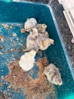 Zijdehoen kuikens, Dieren en Toebehoren, Overige Dieren, April, Geslacht onbekend