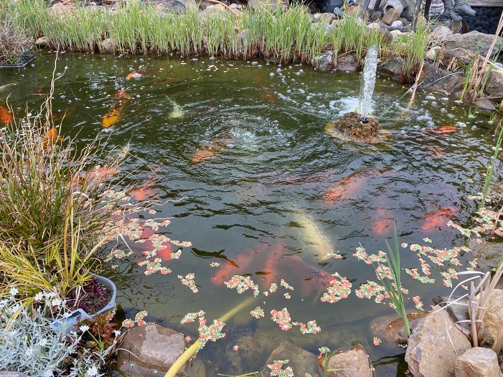 Koï d'Europe à vendre - rénovation d'un étang, Animaux & Accessoires, Poissons | Poissons d'étang, Autres espèces