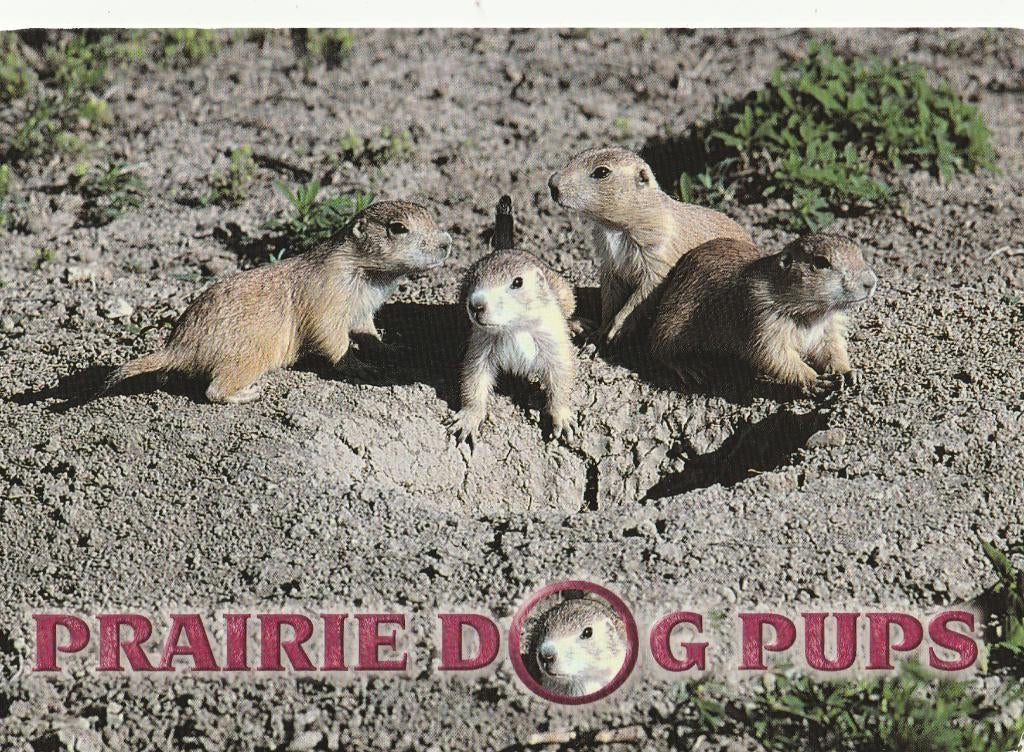 PRAIRIEHONDJES   PUPS  + Mooie postzegels !, Verzamelen, Postkaarten | Dieren, Verzenden, 1980 tot heden, Gelopen, Knaagdier