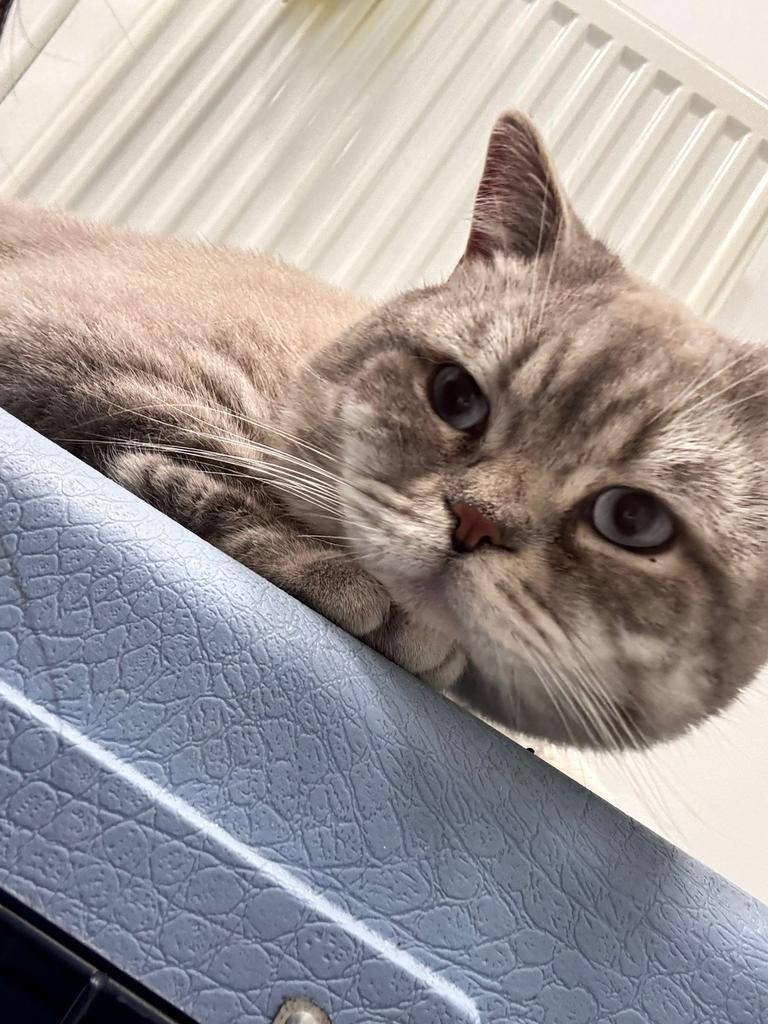 BHK kater, 0 tot 2 jaar