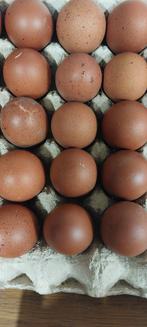 broedeieren marans zwart koperhals