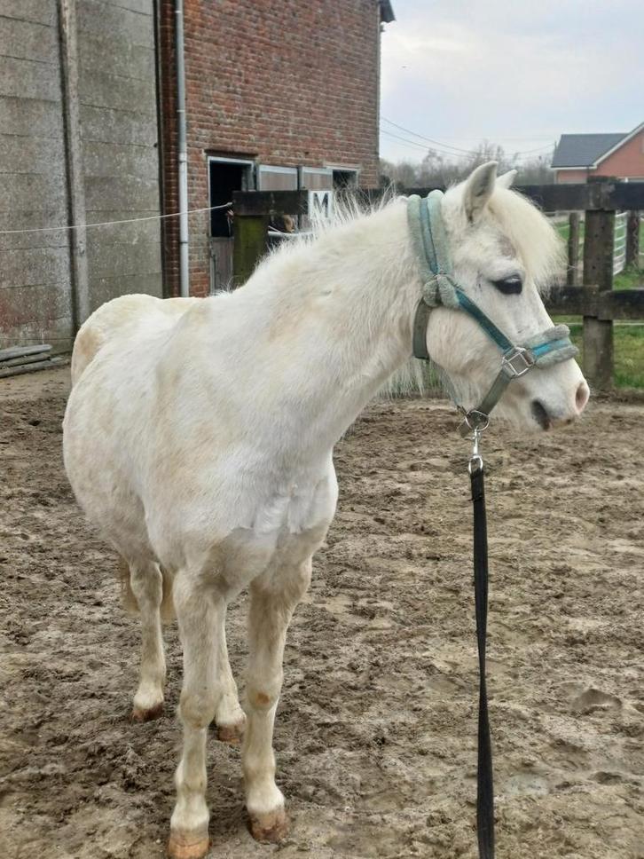 15 jarige B pony te koop, Dieren en Toebehoren, Pony's, Ruin, Niet van toepassing, B pony (1.17m tot 1.27m), Recreatiepony, 11 jaar of ouder