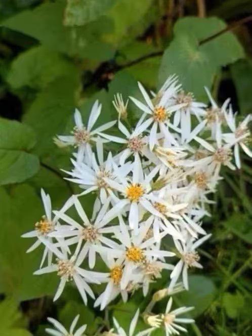 Grote potten sneeuwaster, Jardin & Terrasse, Plantes | Jardin, Plante fixe, Autres espèces, Mi-ombre, Été, Enlèvement