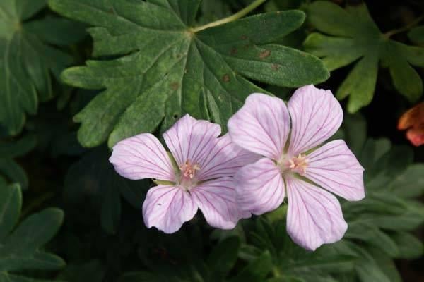 Geranium sanguineum Pink Pouffe, John Elsley, Vision e.a., Jardin & Terrasse, Plantes | Jardin, Autres espèces, Été, Enlèvement