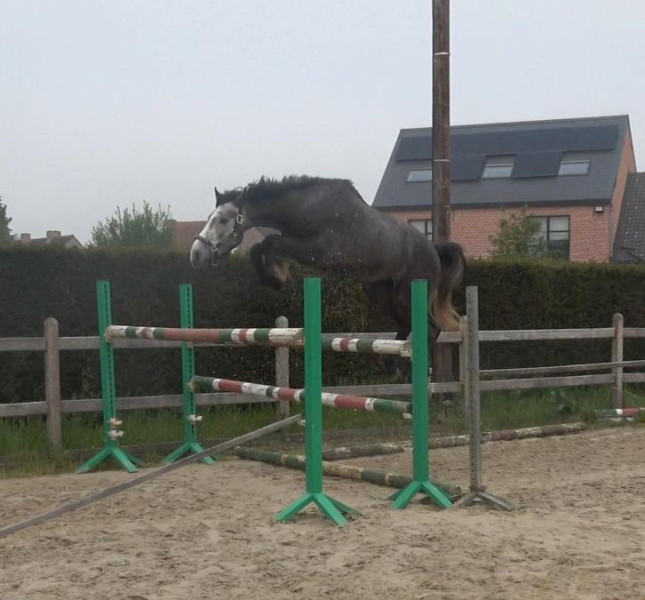 Buitenkans beloftevolle BWP ruin, Dieren en Toebehoren, Paarden, Ruin, Zadelmak, 165 tot 170 cm, 3 tot 6 jaar, Springpaard, Met stamboom
