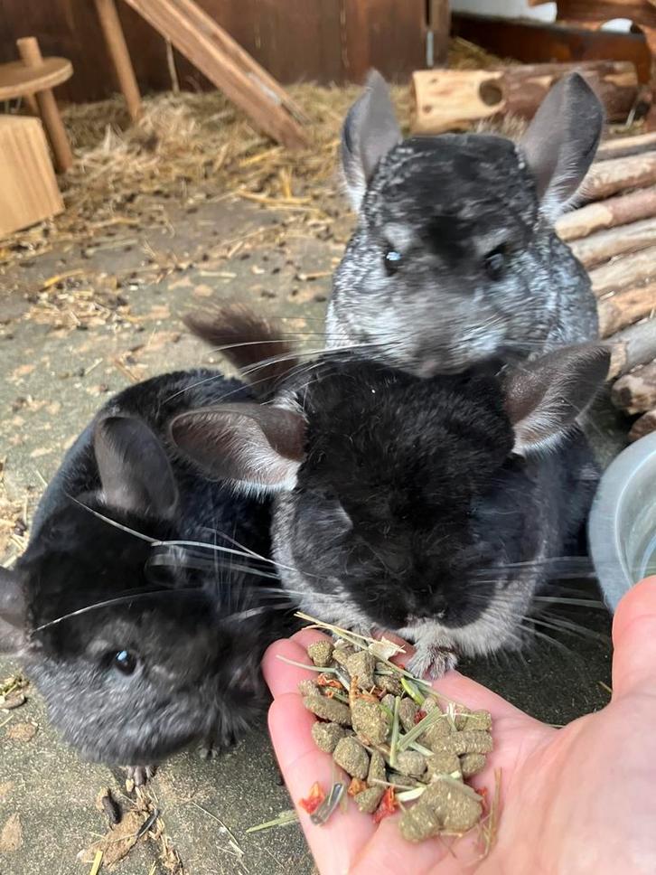 3 femelles chinchillas, Animaux & Accessoires, Rongeurs, Femelle, Chinchilla, Juin, Domestique