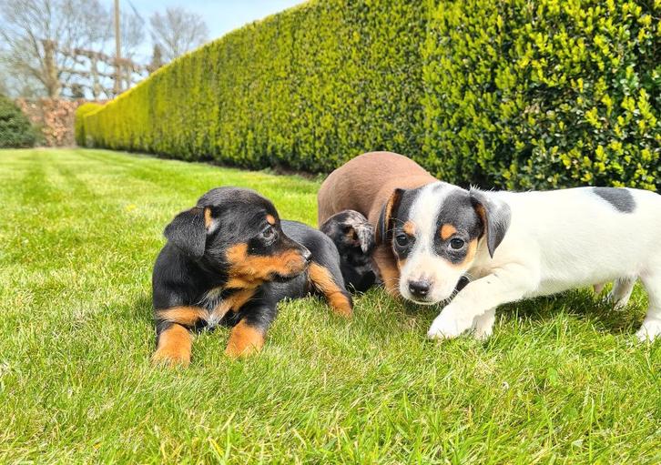 jack russell pups, Dieren en Toebehoren, Honden | Jack Russells en Terriërs, Meerdere dieren, Jack Russell Terriër, Fokker | Professioneel