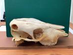 Koeienschedel – decoratief natuurobject