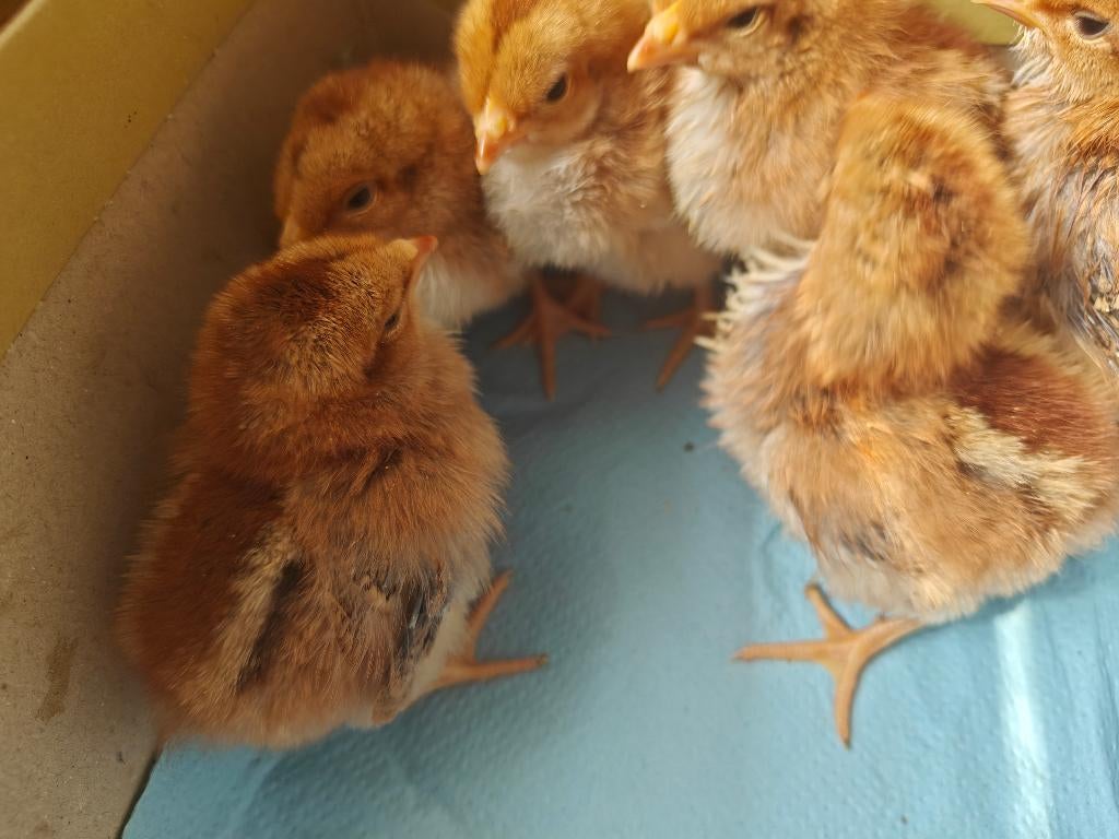 Kuikens welsumer haantjes, Animaux & Accessoires, Volatiles, Mâle, Poule ou poulet