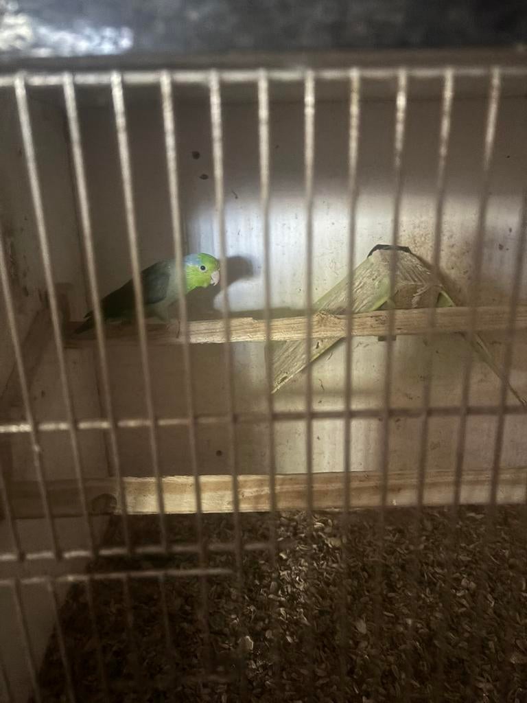 Vogels, Dieren en Toebehoren, Meerdere dieren