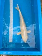 Ogon crème 65-70 cm, koï japonais.