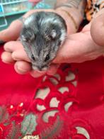 Campbelli, Dieren en Toebehoren, Hamster, Mannelijk, December, Tam