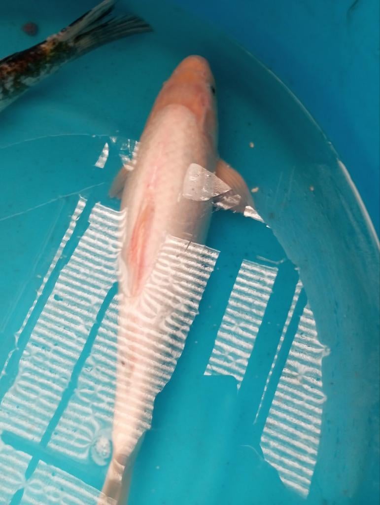 Koi 40/45 cm, Dieren en Toebehoren, Vissen | Vijvervissen
