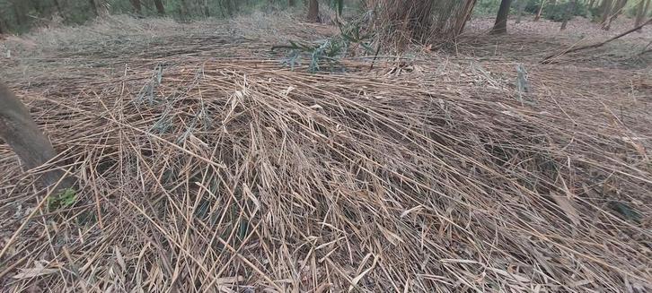 Gratis bamboe, Tuin en Terras, Palen, Balken en Planken, Ophalen