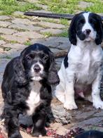 Engelse Sprocker Spaniël pups, Plusieurs, Éleveur | Loisir, Hépatite contagieuse (maladie de Rubarth), Belgique