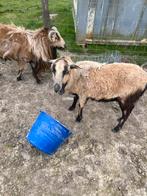 Kameroenschapen ram en ooi, Animaux & Accessoires, Moutons, Chèvres & Cochons, Plusieurs animaux, Mouton, 3 à 5 ans