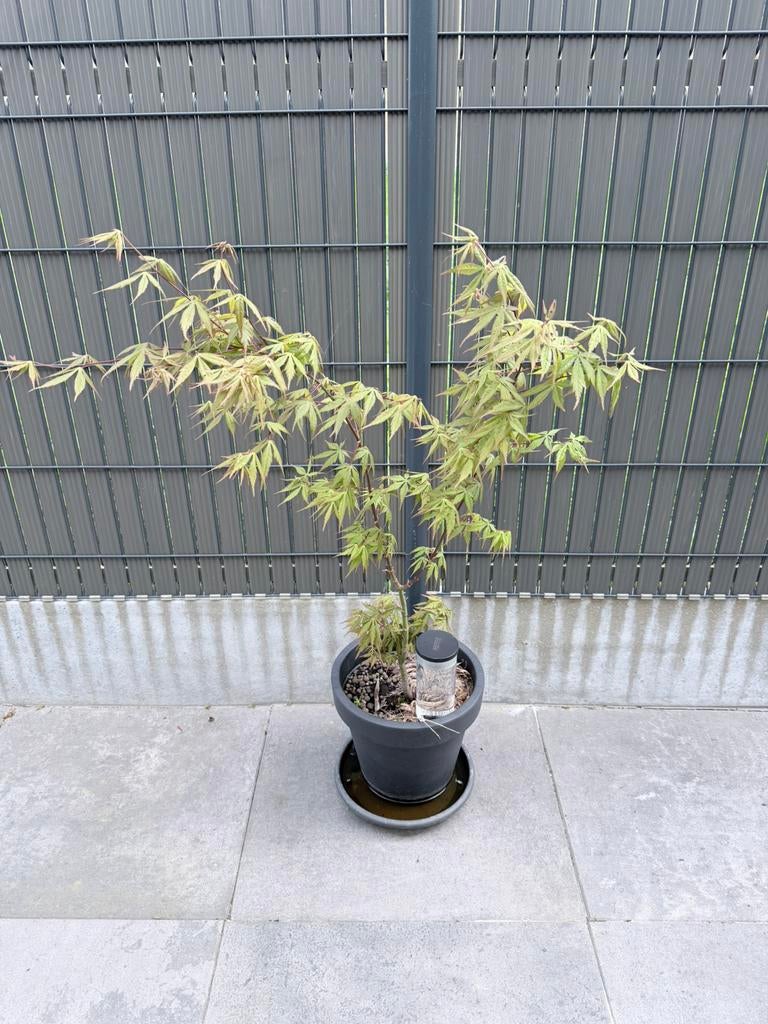 Érable Acer Palmatum katsura, Enlèvement