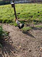 Haan, Dieren en Toebehoren, Pluimvee, Mannelijk