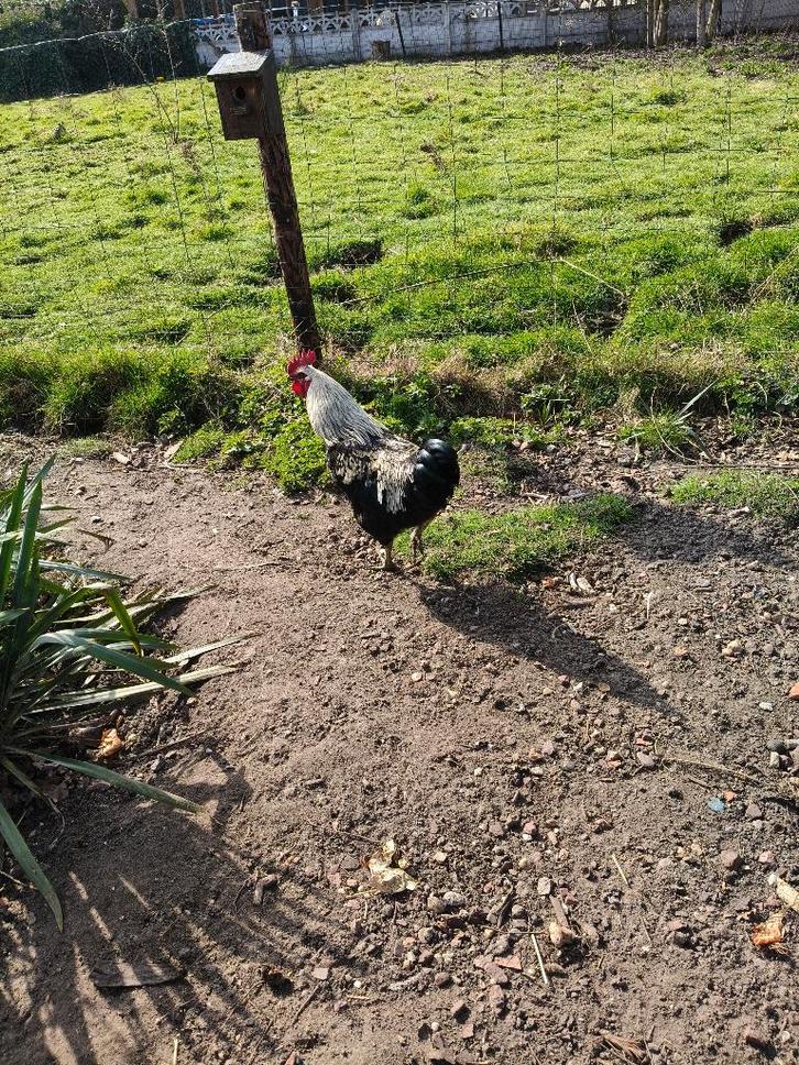 Haan, Dieren en Toebehoren, Pluimvee, Mannelijk