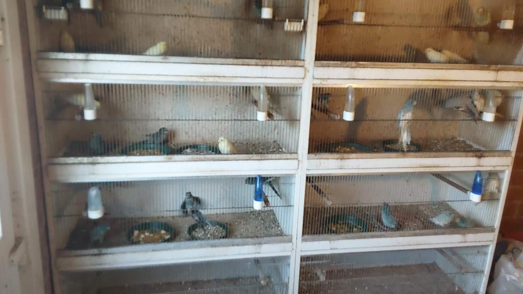 Kakariki, Animaux & Accessoires, Oiseaux | Perruches & Perroquets, Bagué