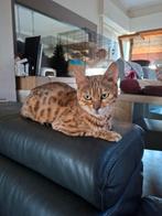 Chatte de race, Chatte ou Chat, Avec pedigree, 6 ans ou plus