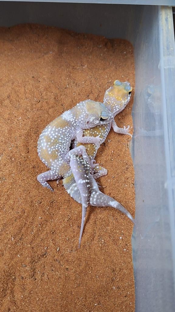 x.x underwoodisaurus milii 2025 non apparenté, Animaux & Accessoires, Lézard, 0 à 2 ans