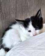 Mainecoons kittens, Plusieurs animaux, Vermifugé, 0 à 2 ans