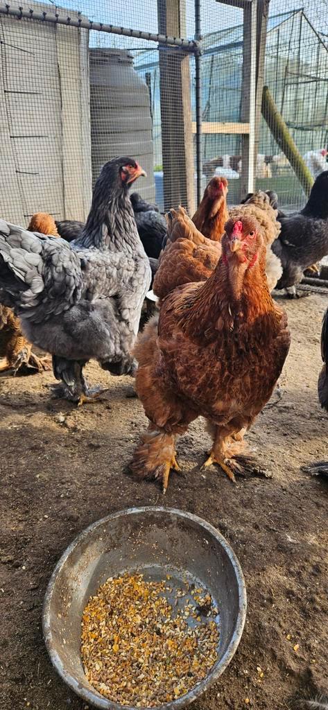 Œufs à incuber Brahma Mix, Animaux & Accessoires, Volatiles